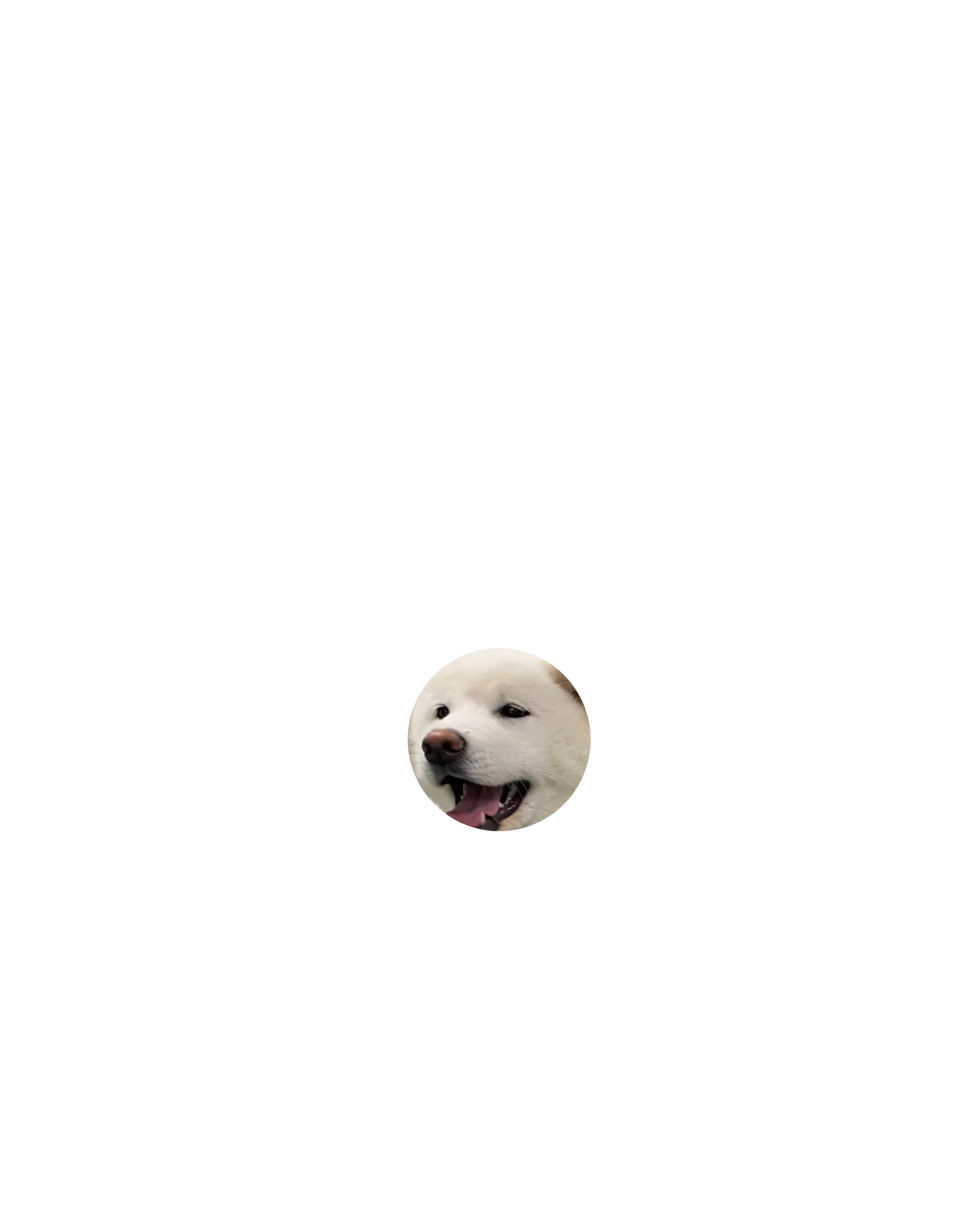 akita feliz