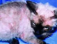gatito abrumado por la alergia