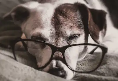 perrito mayor descansando