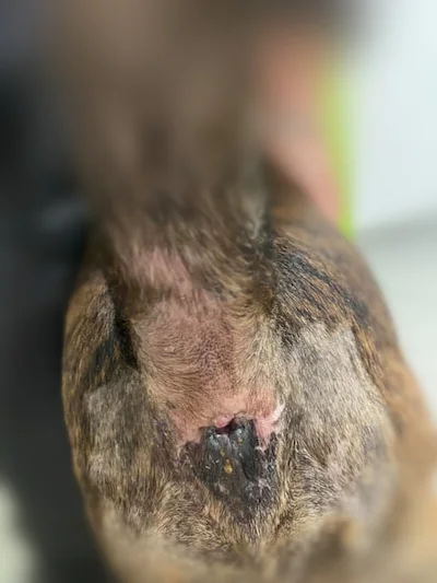 herida cicatrizada bulterrier