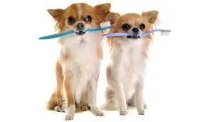 perritos con dientes sanos