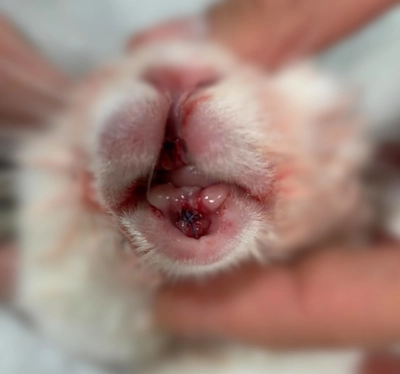 dientes extraidos