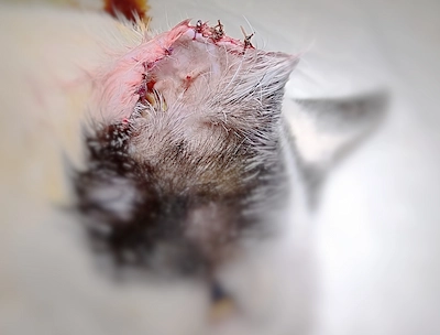 carcinoma extirpado