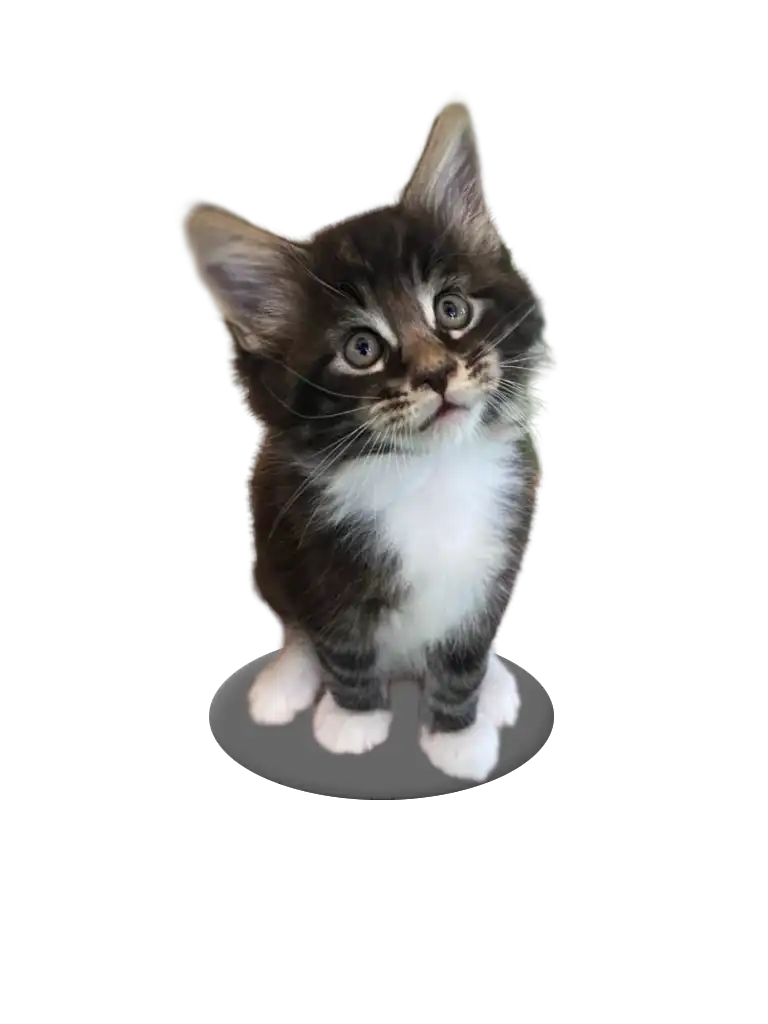gatito te mira