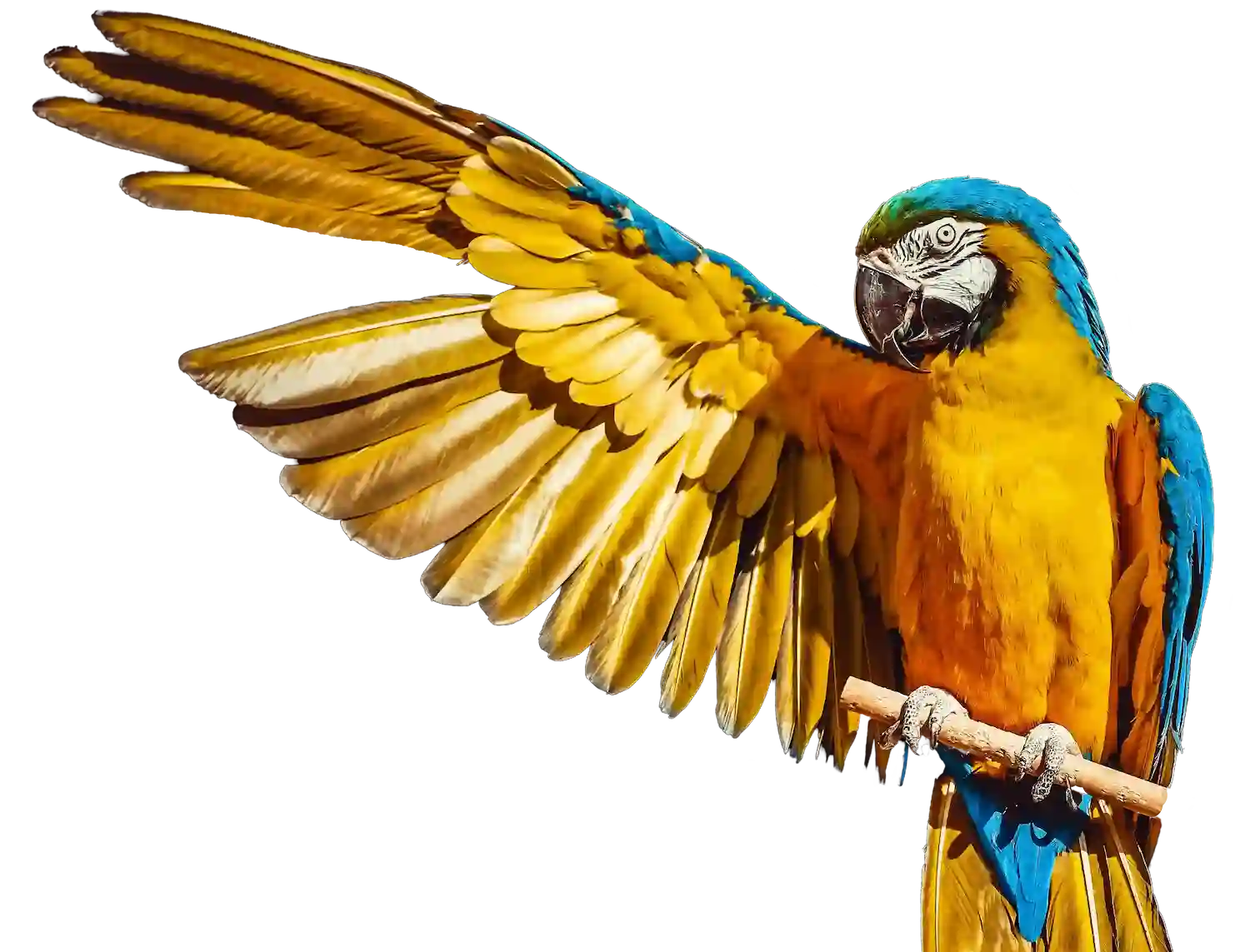 guacamayo te saluda