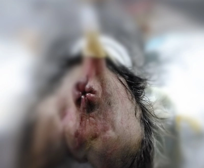 yorkshire con hernia perianal