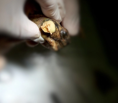 masa purulenta observada