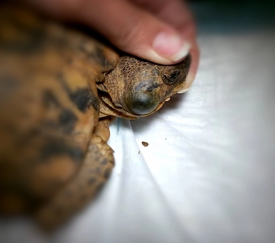 otitis en tortuga
