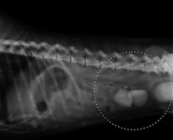 radiografia chow chow