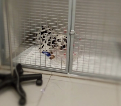 Clara recuperandose