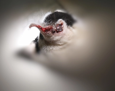 carcinoma en la oreja