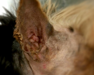 tumor dentro del oido