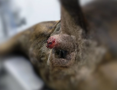 tumor 2 bulterrier
